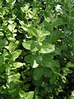 Menthe - Mentha Longifolia - Mentha Rotundifolia (fam Labiees) (01) (Photo F. Mrugala)